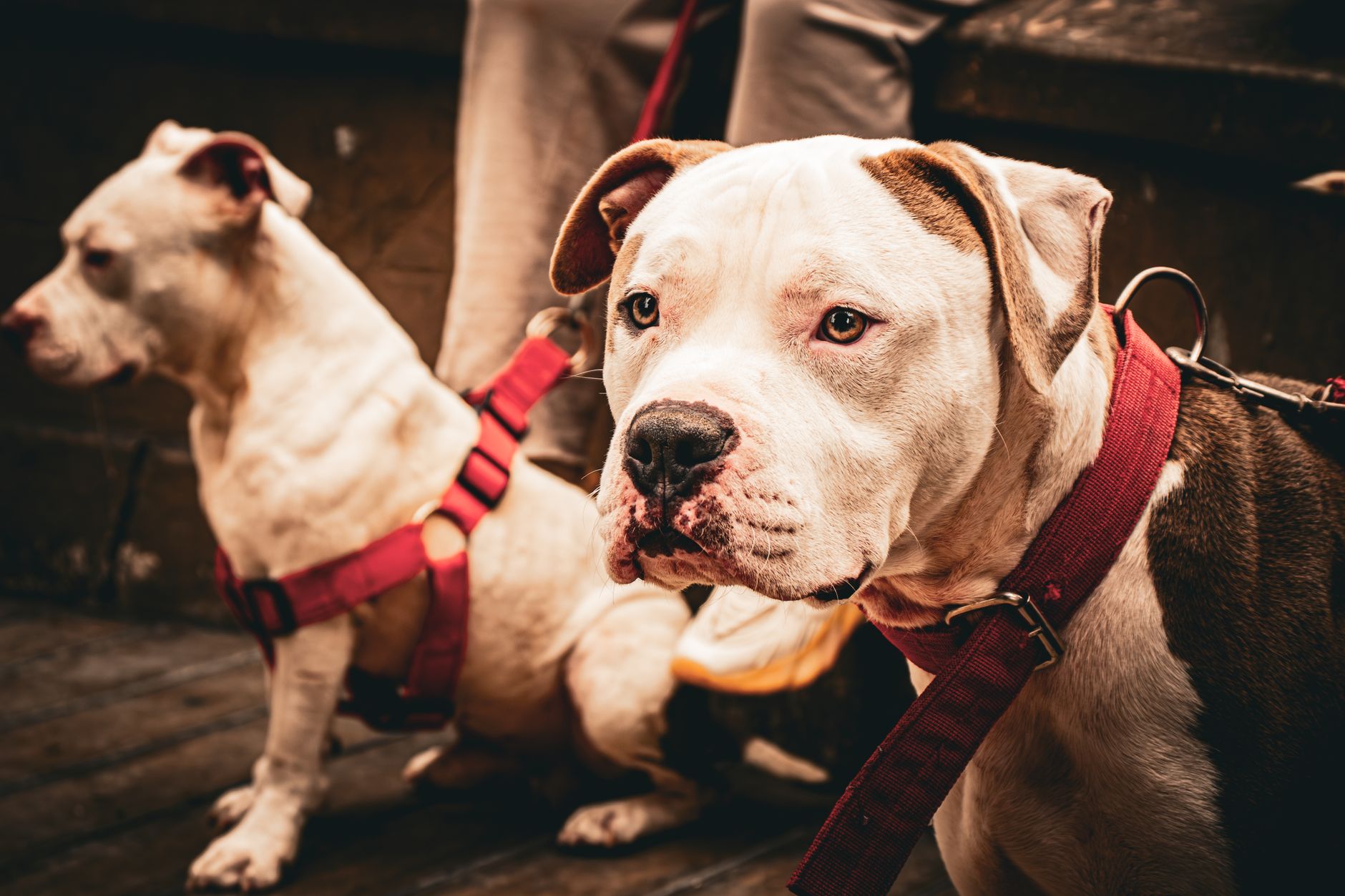 Köpeklerde Ayrılık Kaygısı ve Çözüm Yolları