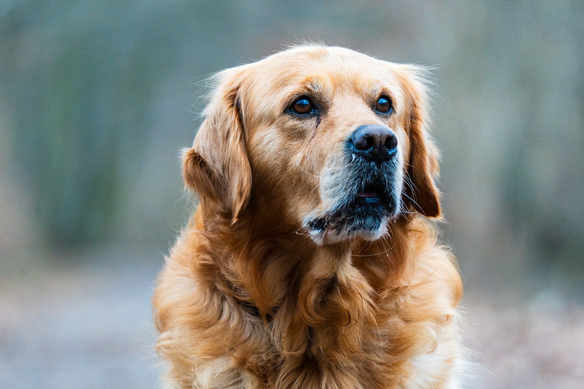 Köpeklerde Ayrılık Kaygısı ve Çözüm Yolları
