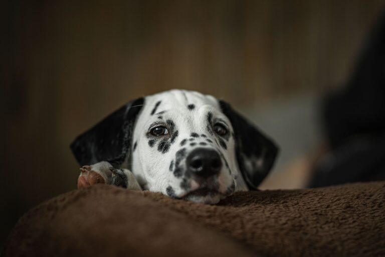 dog symptoms 14336463