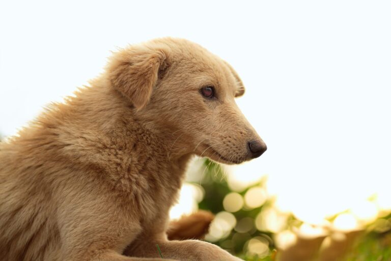 pet health checkup 13876625
