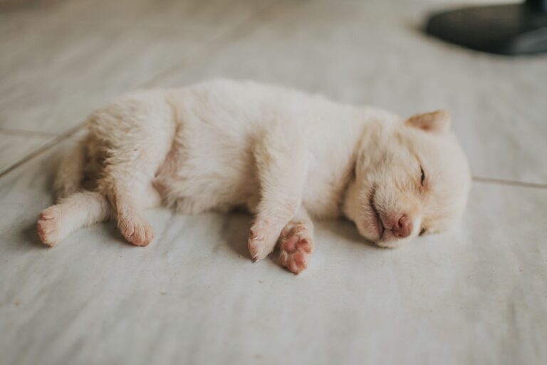 weaning puppy 15795022