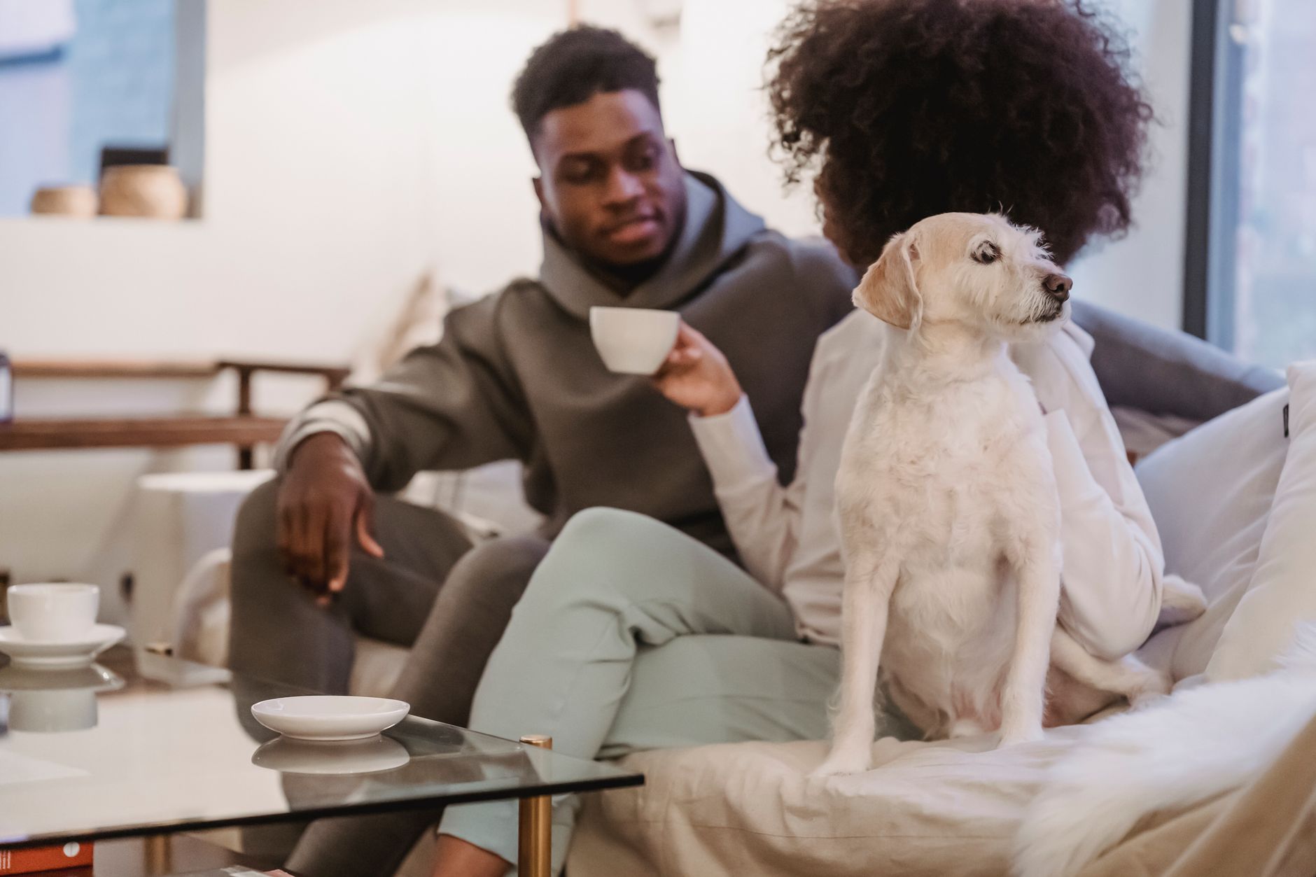 Apartman Yaşamına Uygun Kedi ve Köpek Irkları