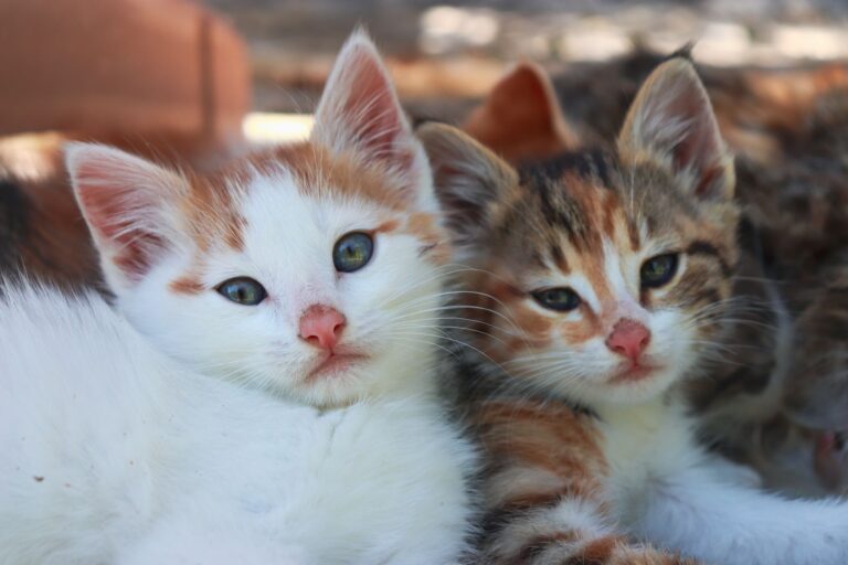 cat birth 38189498