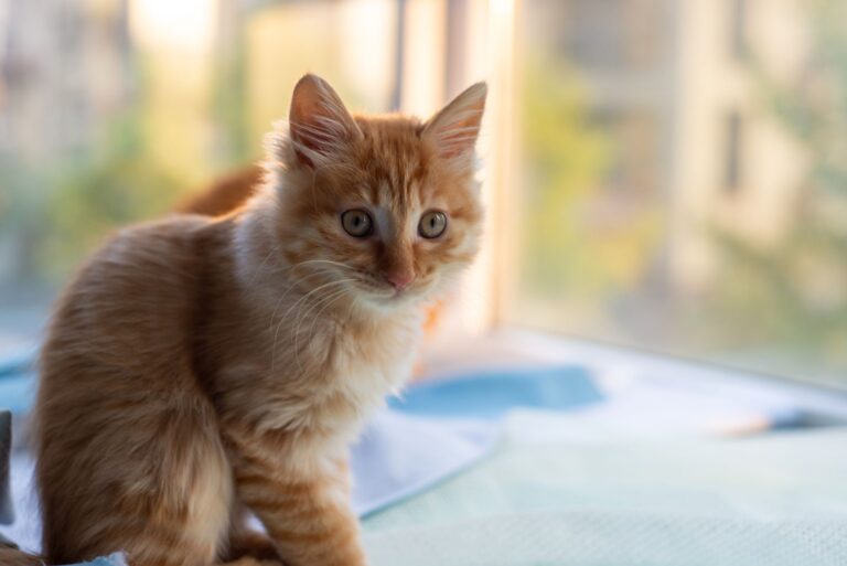 cat urinary infection 34389855