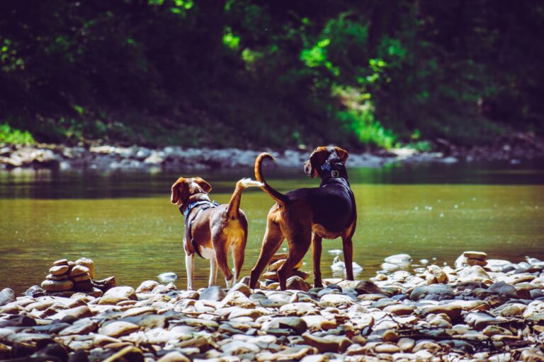 dog heat 1144410