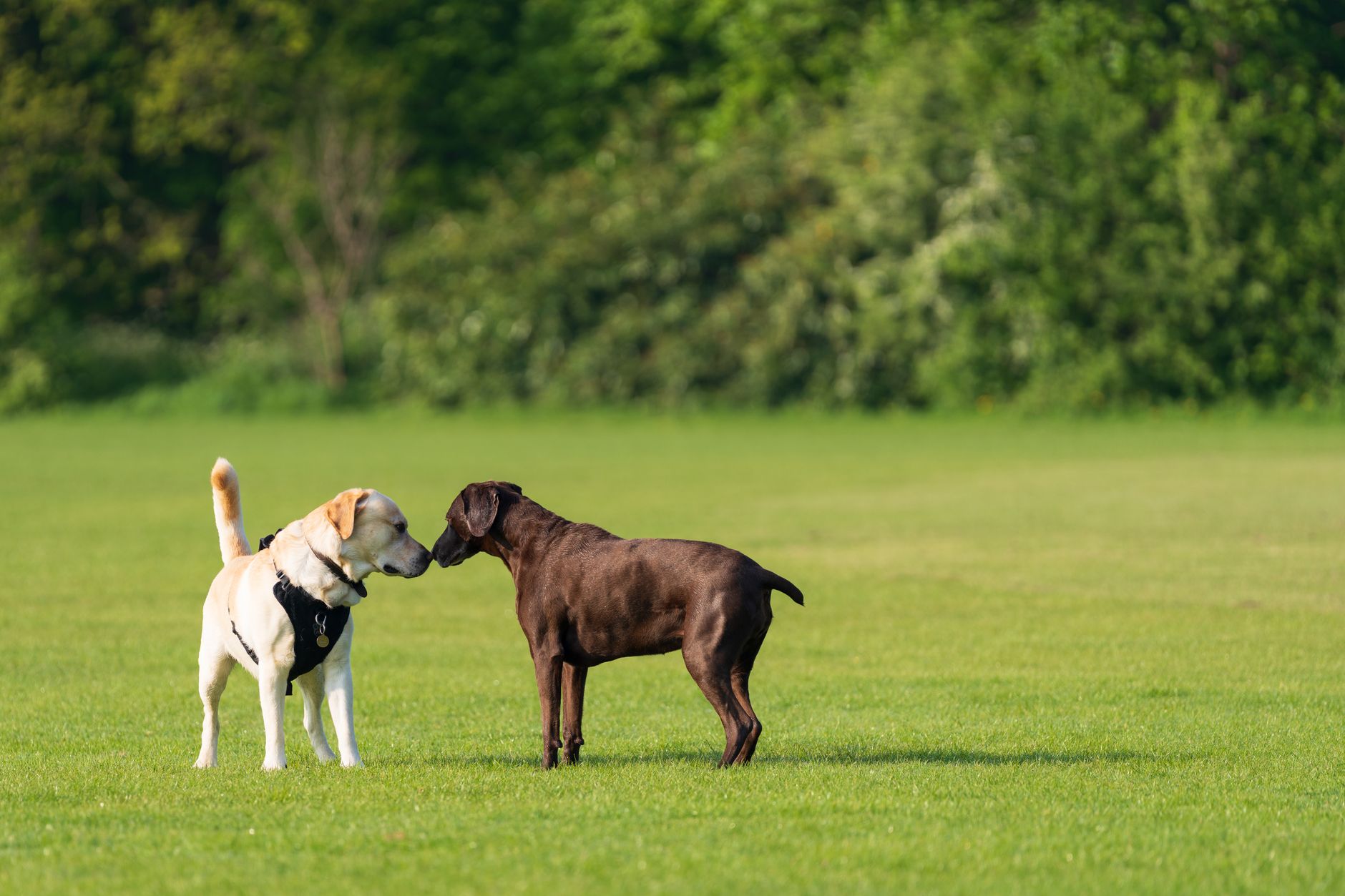 Köpeklerde Kızgınlık Dönemi Nedir?