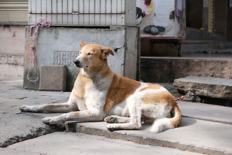 dog lethargy 35112432