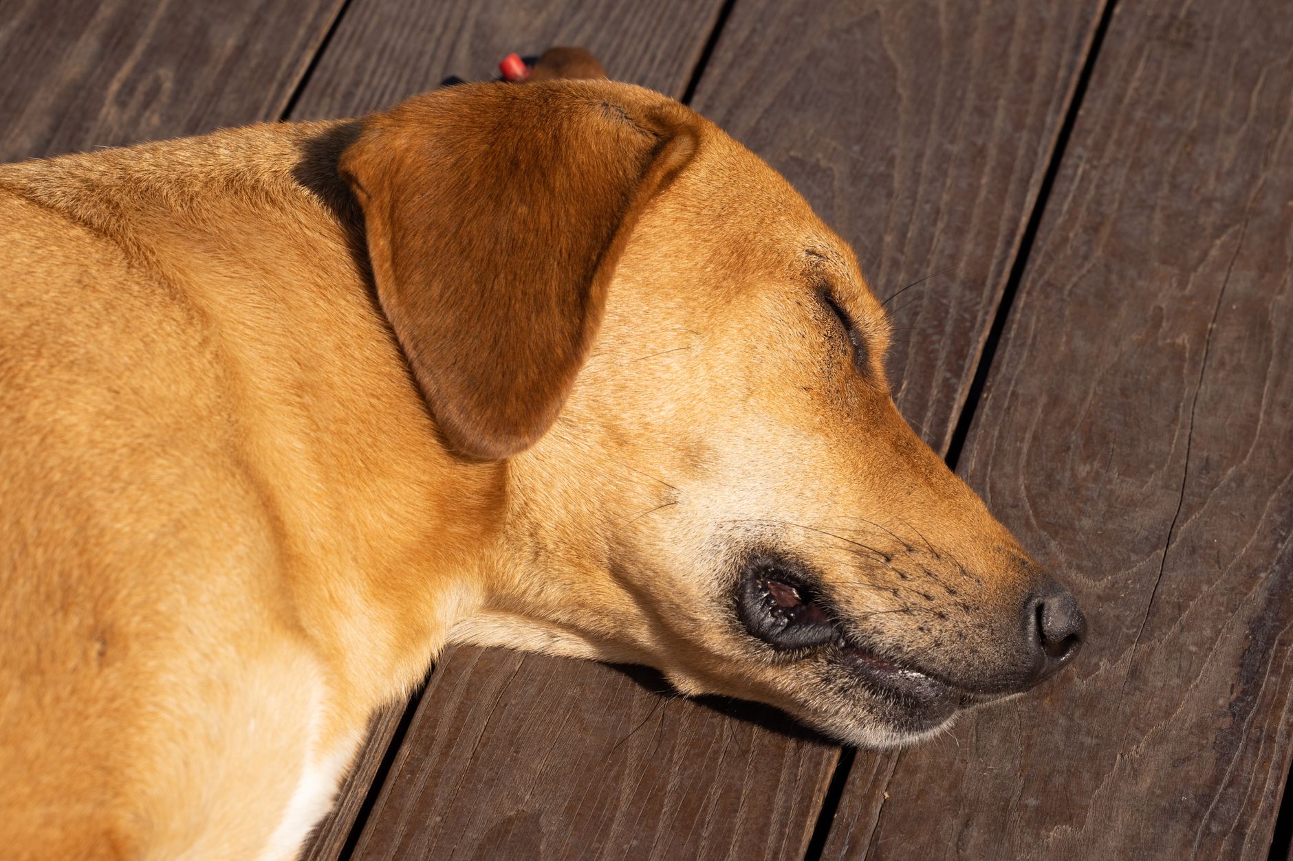 Köpeğiniz Halsizse: Basit mi, Yoksa Tehlikeli mi?
