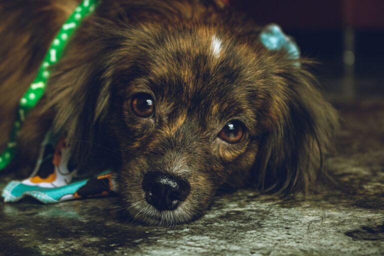 dog parvo 16233327