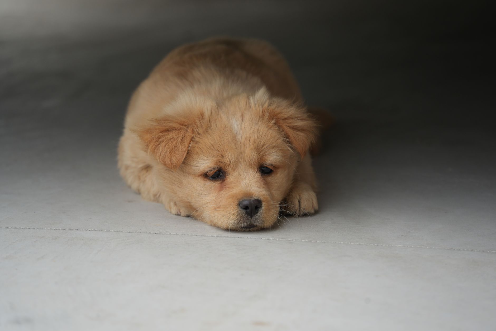 Köpeklerde Parvovirüs: Ölümcül Hastalığa Karşı ...