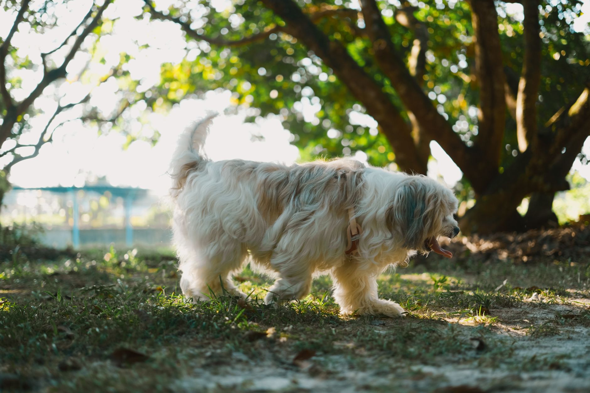 Köpek Tüy Dökmesi Normal mi? Nedenleri ve Çözüm...