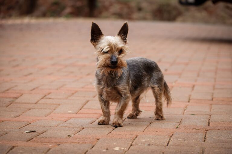 dog shedding 34182559