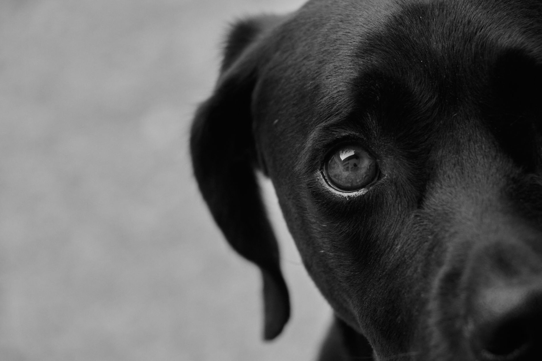 Köpeğim Bir Şey Yuttu: Ne Yapmalıyım?