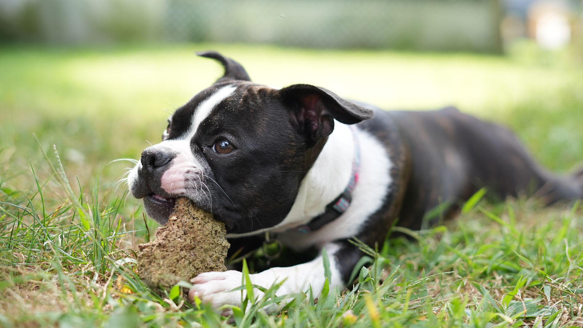 Köpeğim Bir Şey Yuttu: Ne Yapmalıyım?