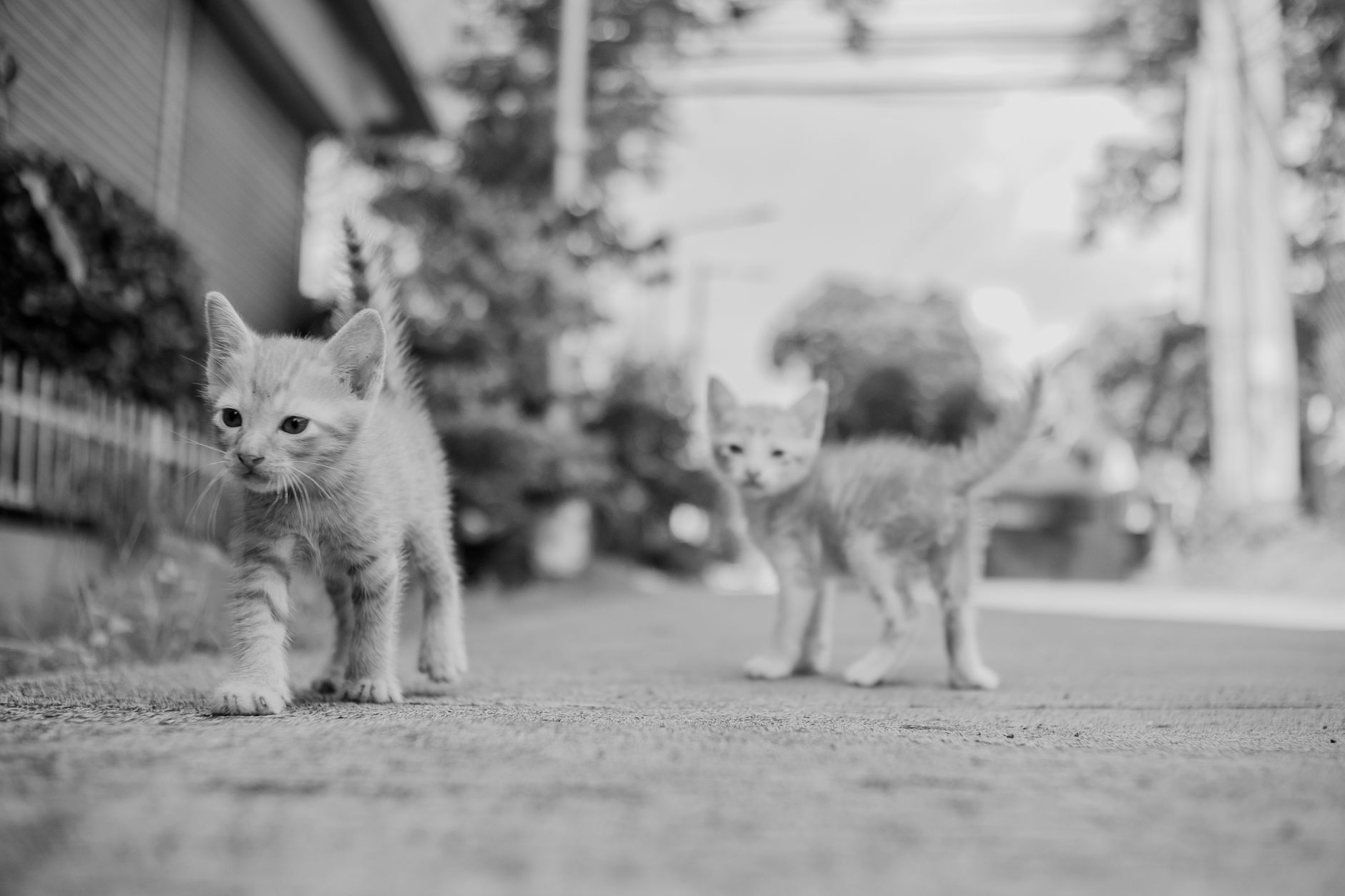 Yavru Kedi Bakımı: Anne Sütünden Mama Geçişi