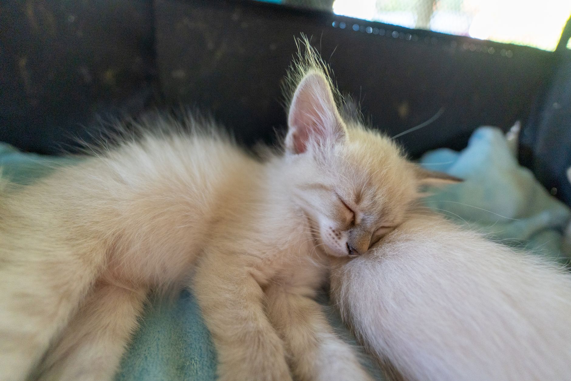 Yavru Kedi Bakımı: Anne Sütünden Mama Geçişi