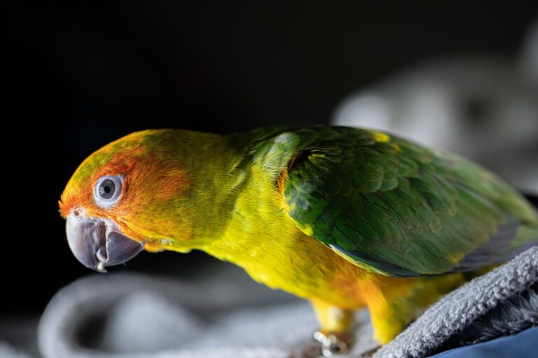 pet bird care 31033475