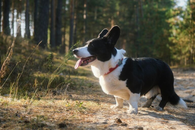 pet diabetes 30278480