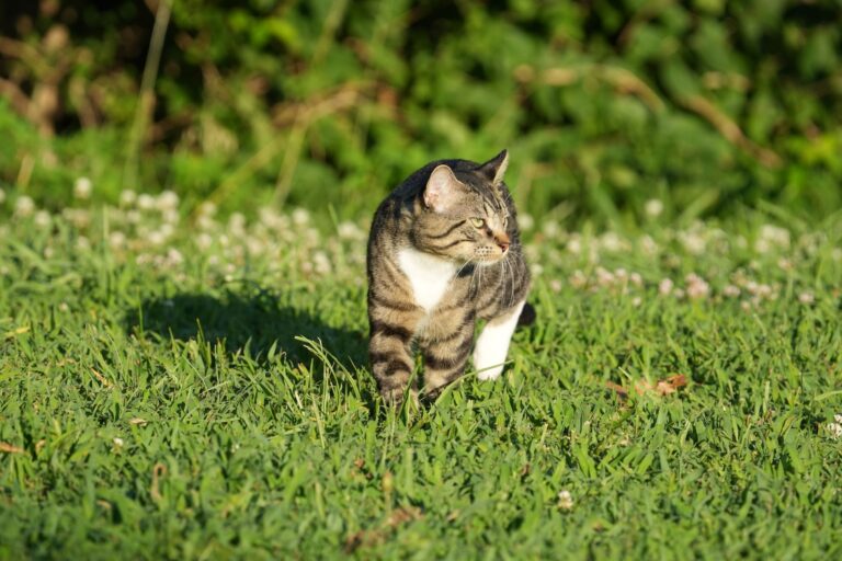 cat appetite 38714935