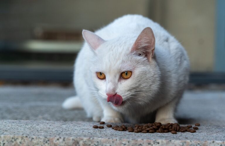 cat food 33908536