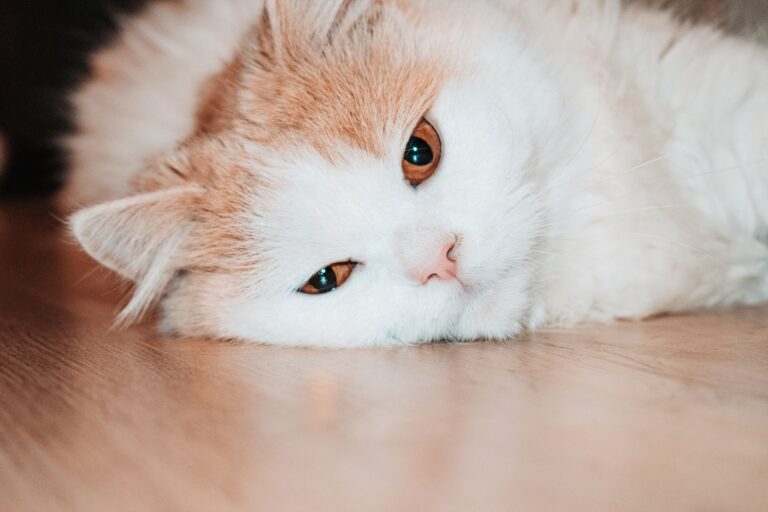 cat kidney 3623368