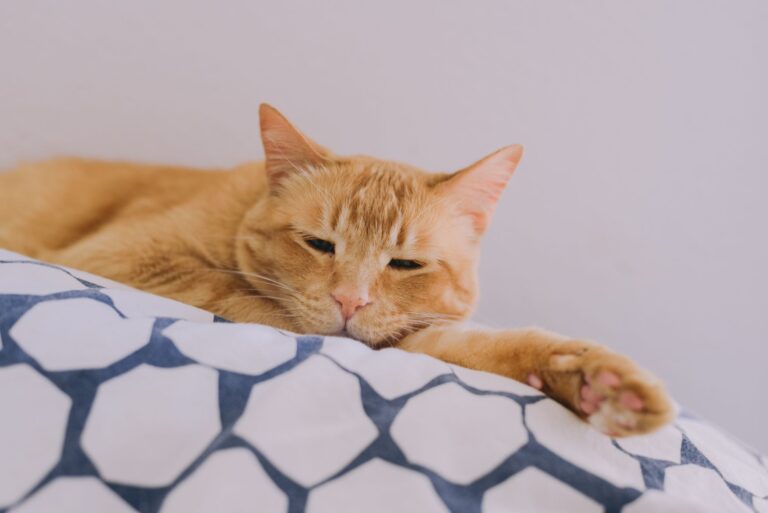 cat nails veterinarian 14730838
