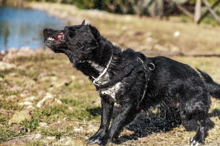 dog aggression 36027797