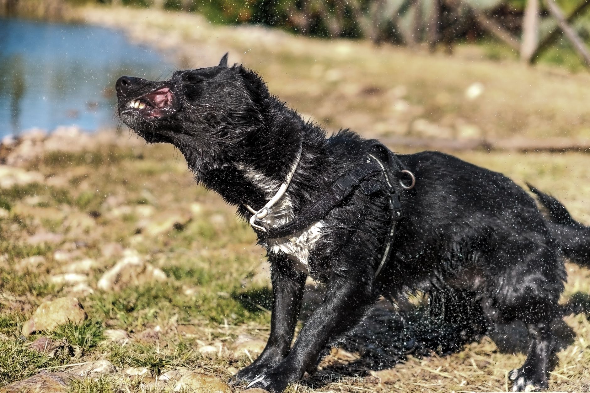 Köpeklerde Saldırganlık: Nedenleri ve Yönetimi