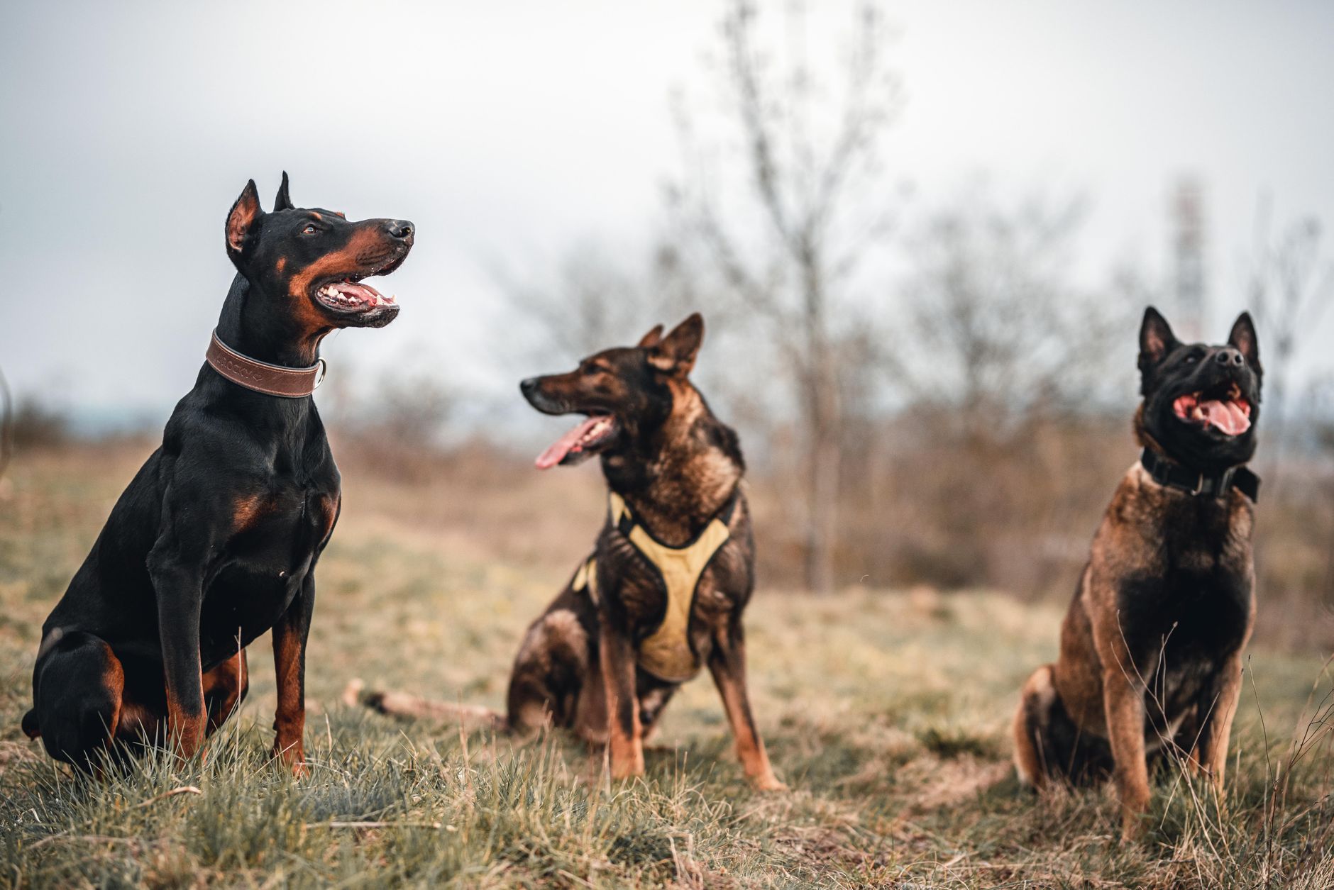 Köpeklerde Saldırganlık: Nedenleri ve Yönetimi