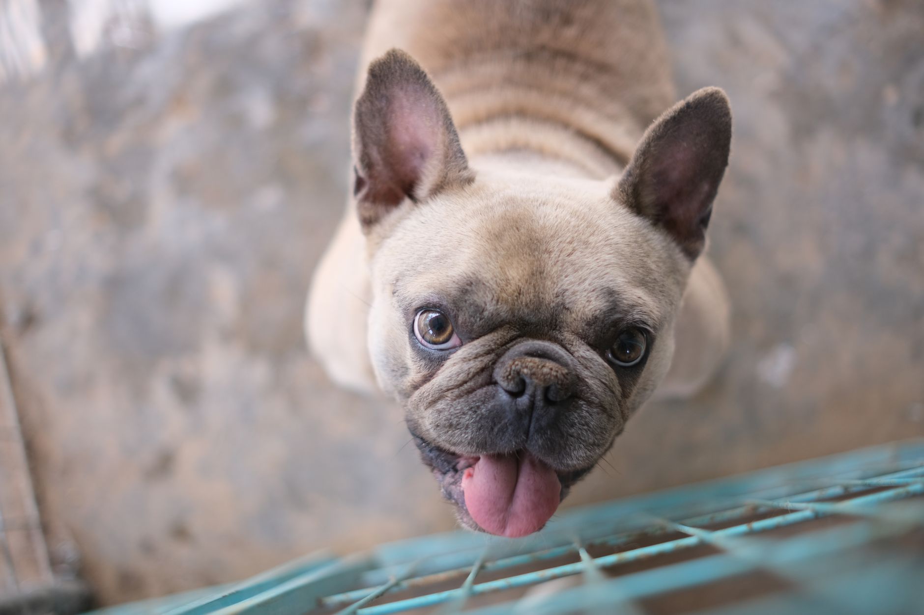 Köpeklerde Aşırı Havlama Nasıl Önlenir?