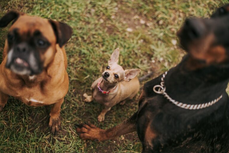 dog breeds 5938326