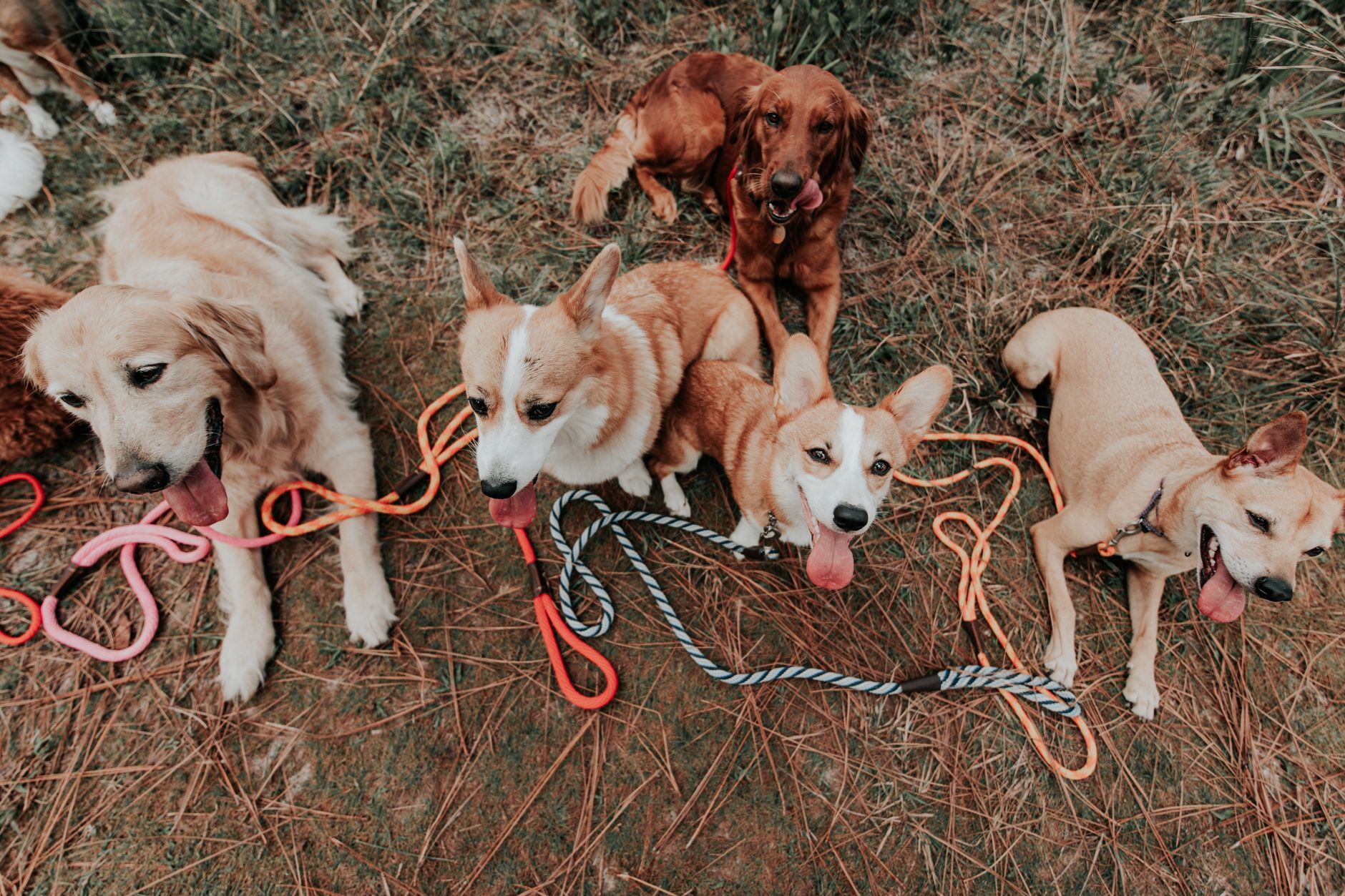 En Çok Tercih Edilen Köpek Irkları ve Özellikleri