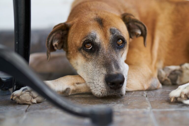 dog eye discharge 1552614