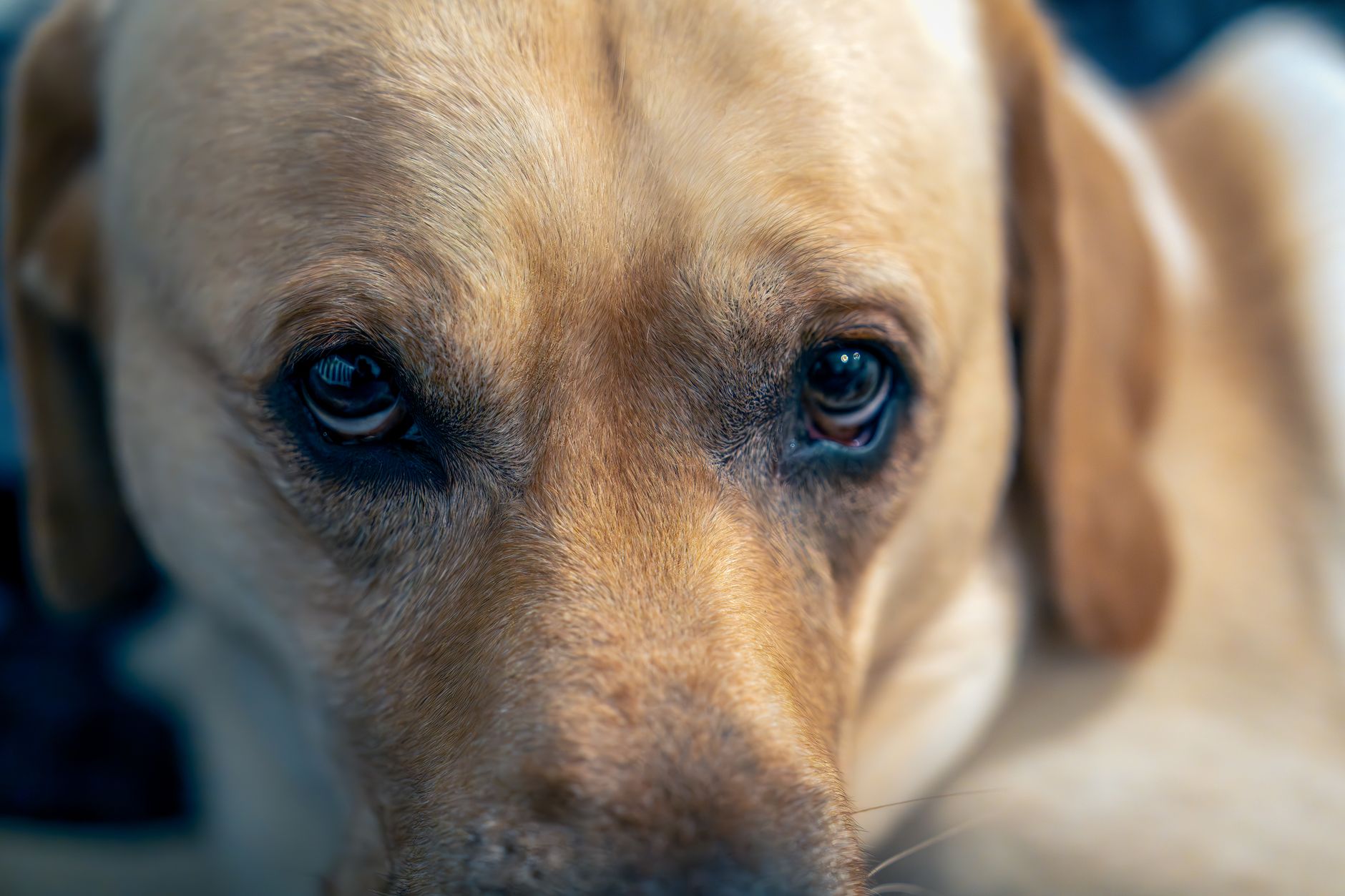 Köpek ve Kedilerde Göz Akıntısı Neden Olur?