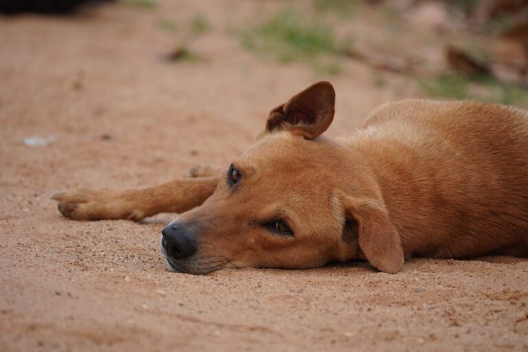 dog symptoms 36793895