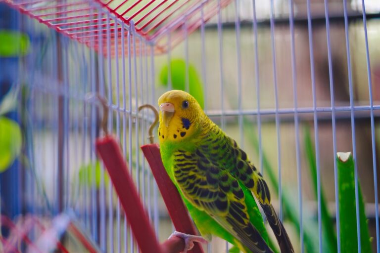 pet bird vaccination 22813870