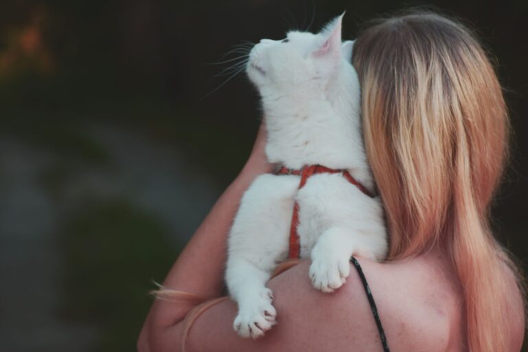 pet cancer 2128380