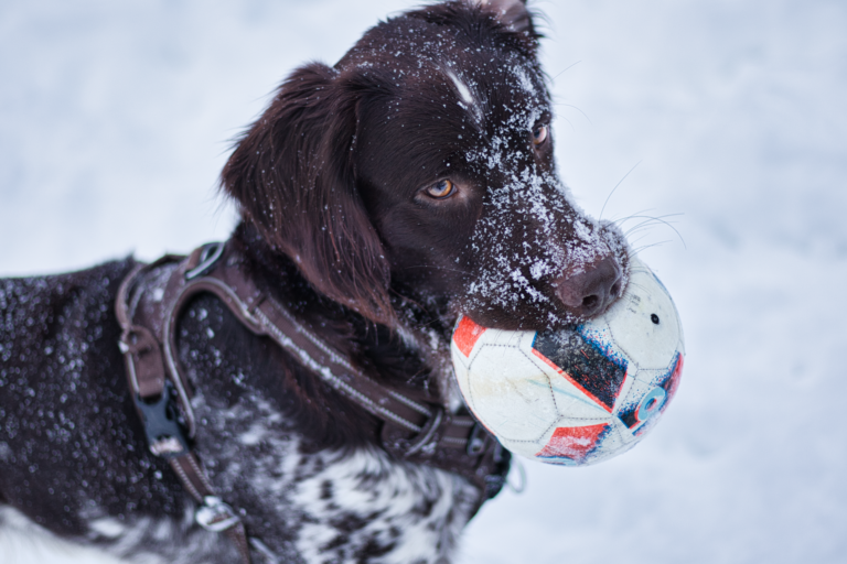 pet winter 10991598