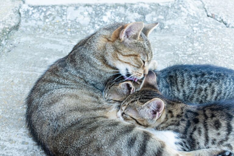 postpartum cat care 13975879