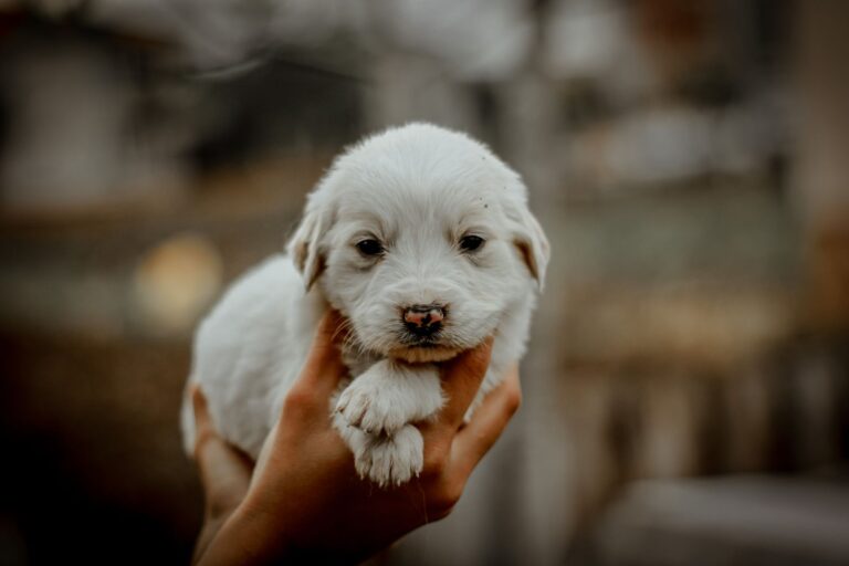 puppy care 16718488