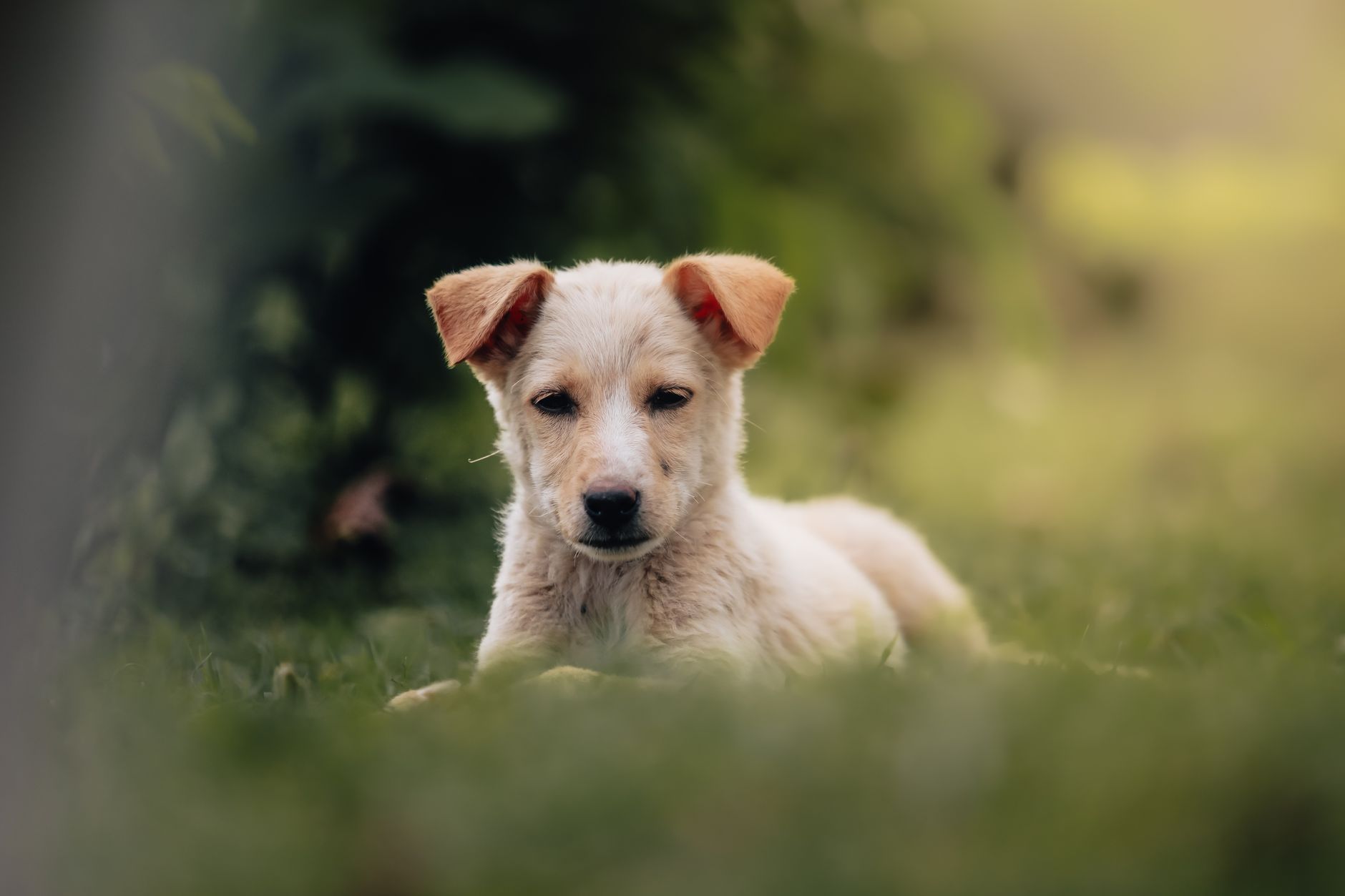 Yavru Köpek Bakımı: İlk Aydan İtibaren Bilmeniz...