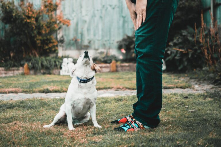 puppy training 1453478