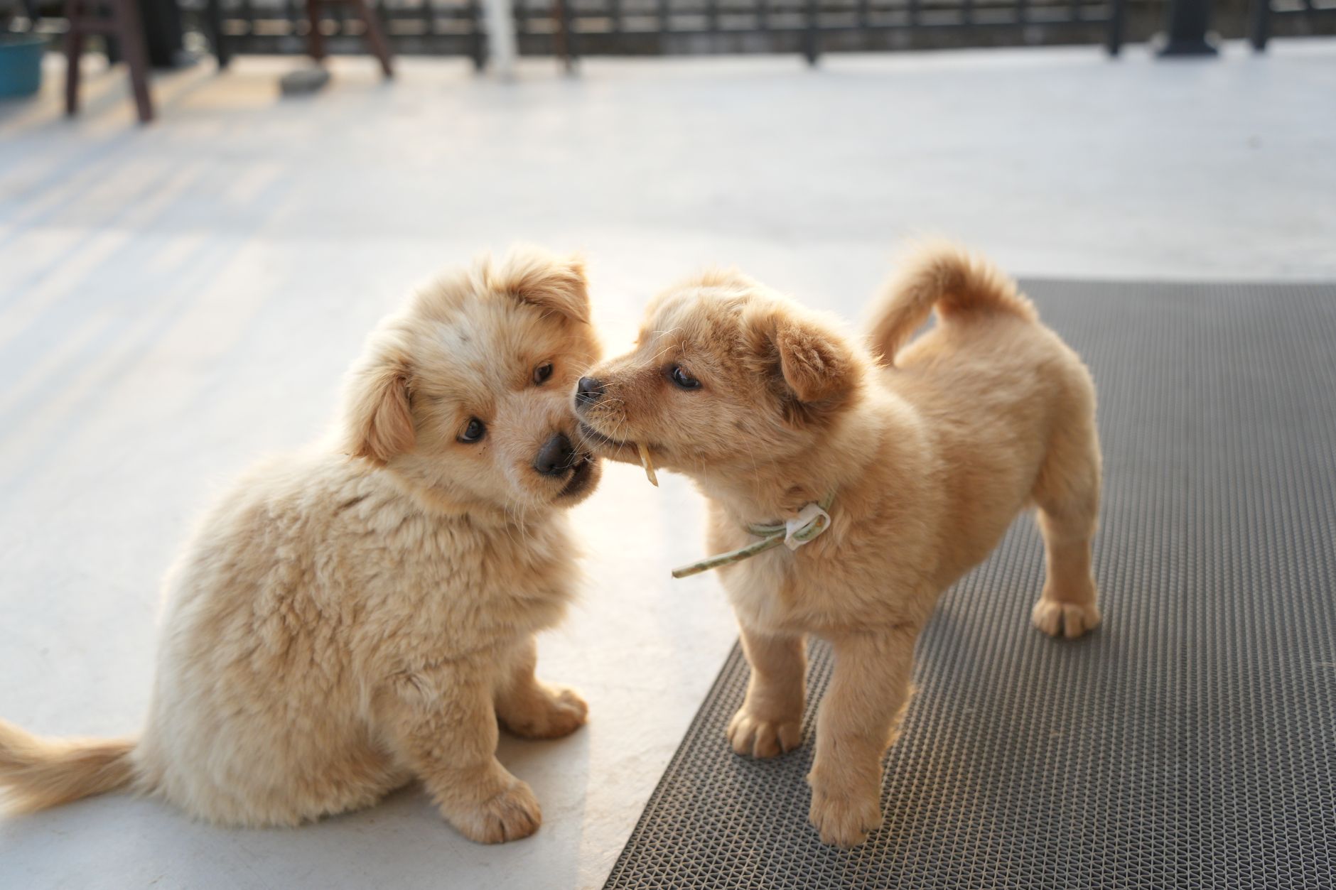 Yavru Köpek Tuvalet Eğitimi Adım Adım