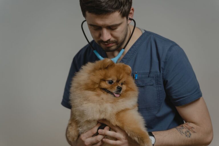 veterinarian consultation 6235648