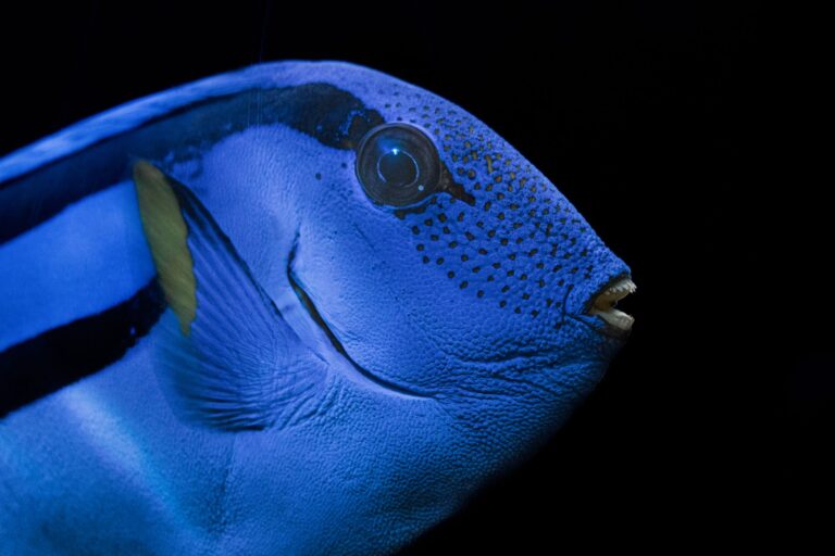 aquarium fish 30692883