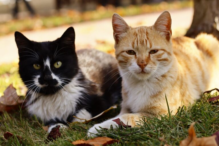 cat health 34674618