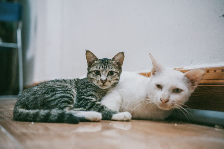 cat litter 1265618