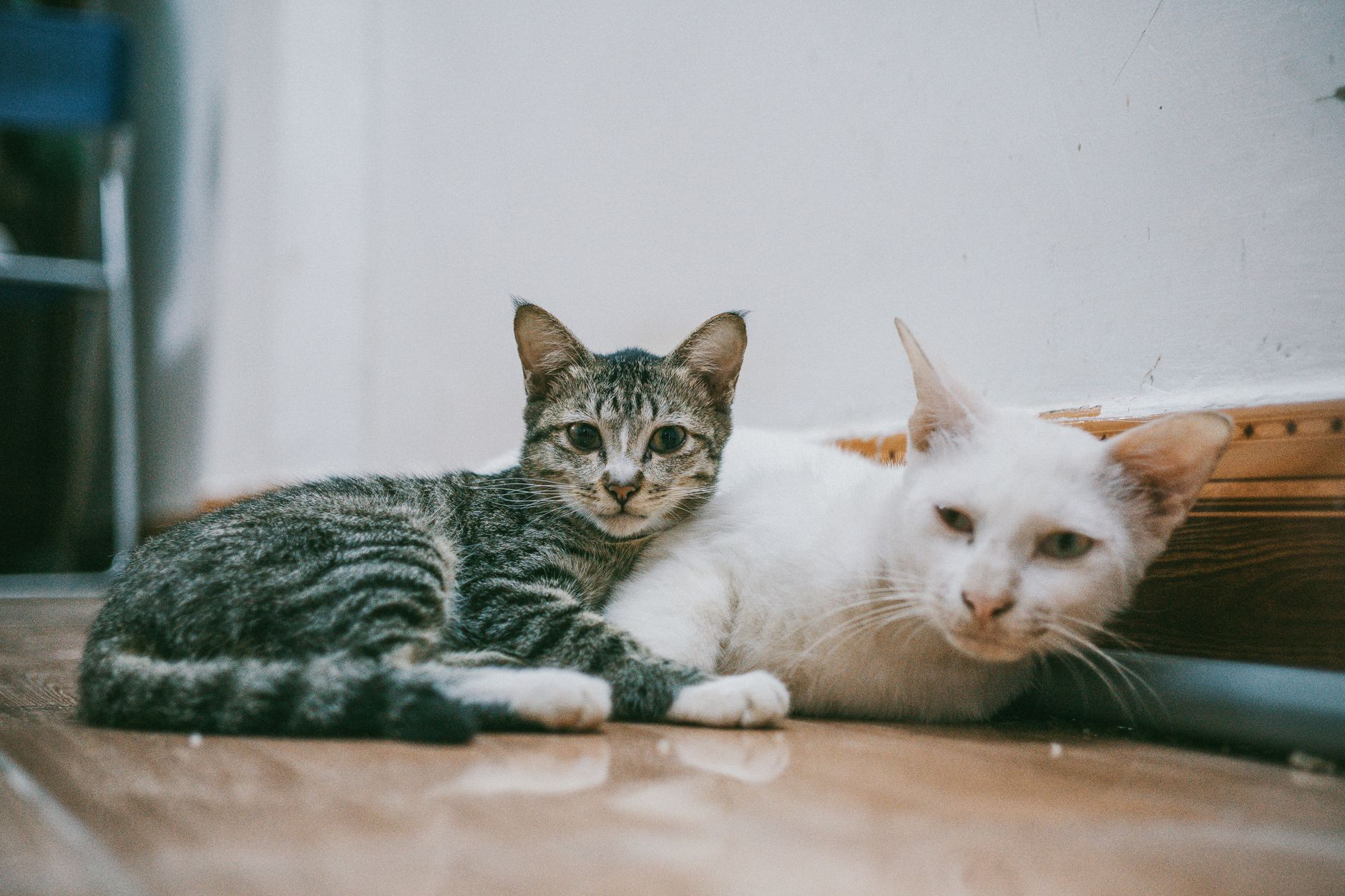 Kedi Kumu Seçimi ve Tuvalet Eğitimi Rehberi