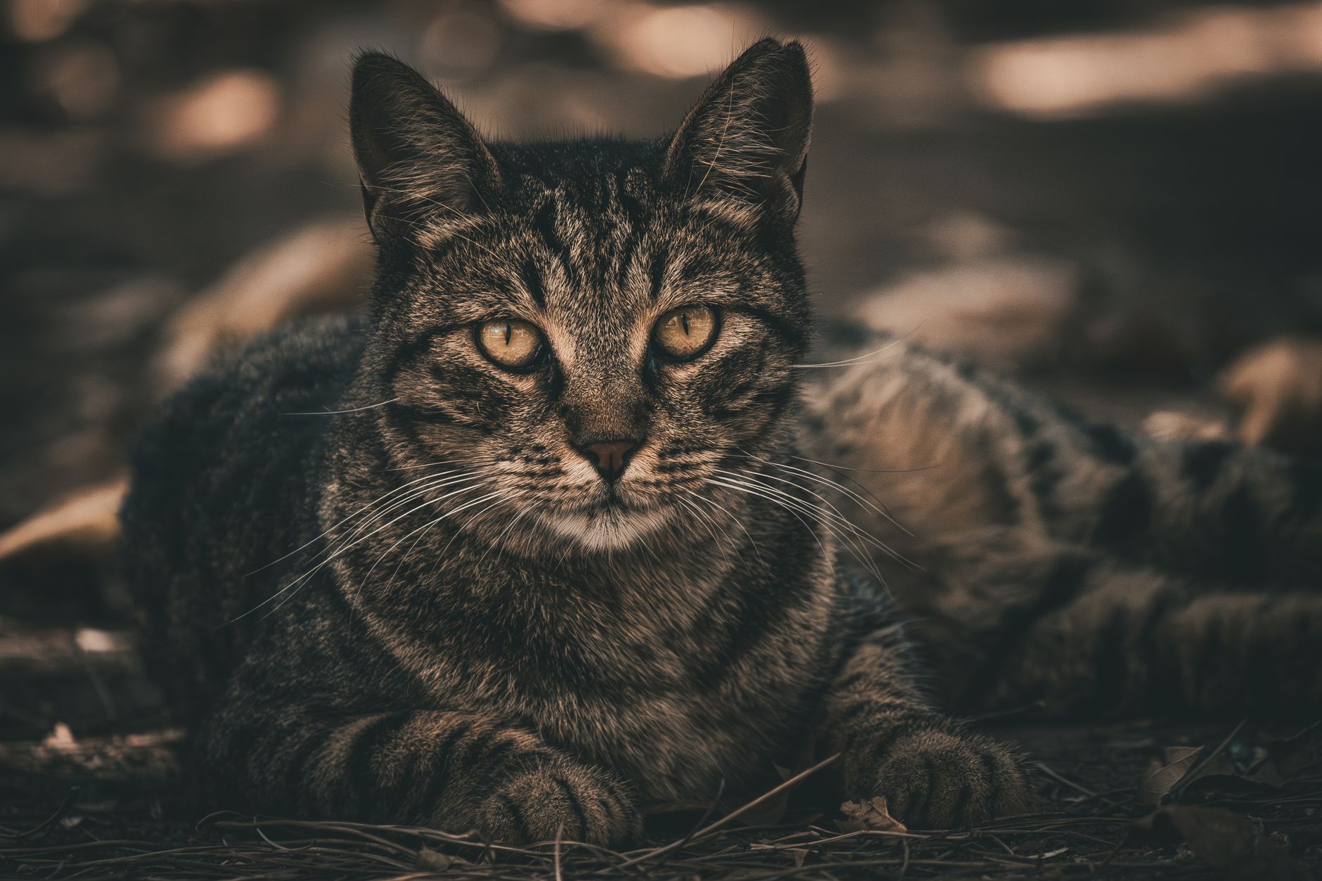 Kedi Kumu Seçimi ve Tuvalet Eğitimi Rehberi