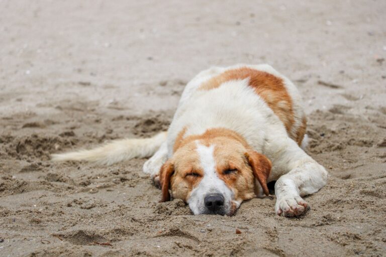 dog lethargy 34702879